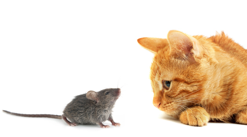 cat n mouse blog